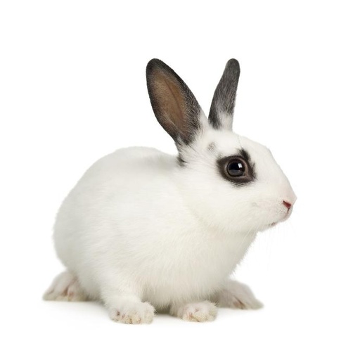 [795-DF12065-200ul] ABHD5 Antibody Primary Rabbit - Polyclonal - 200ul